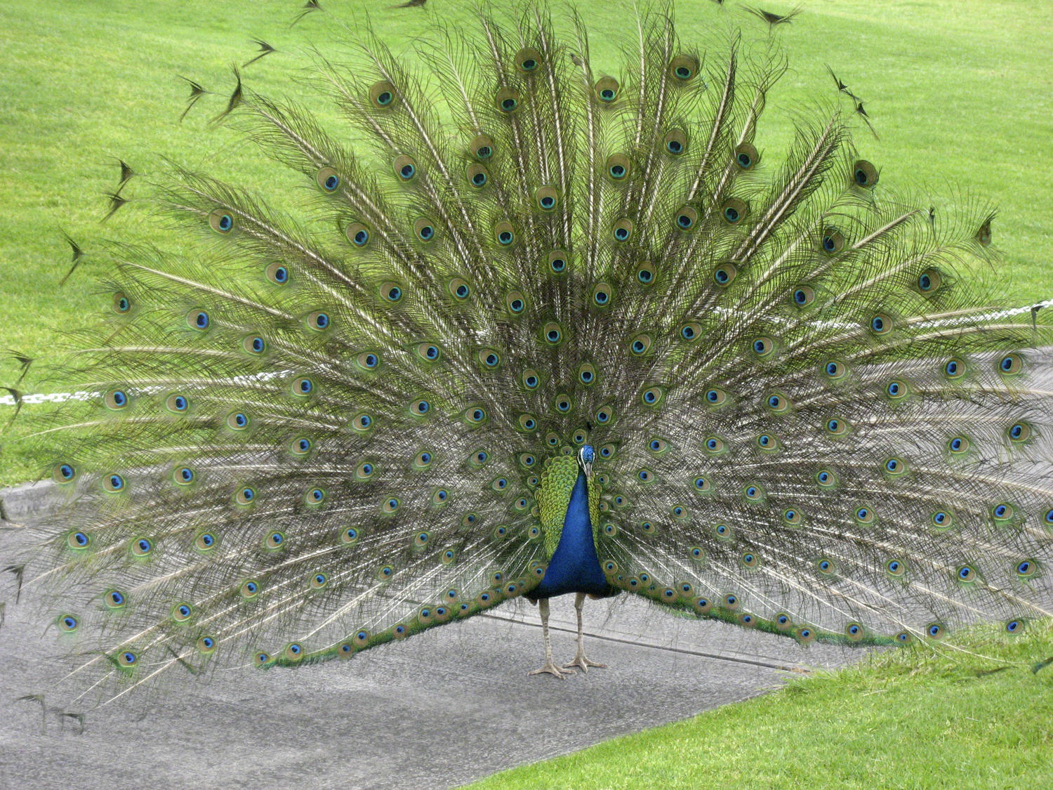 peacock